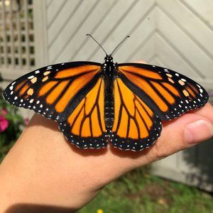 Meet your Posher, Emily